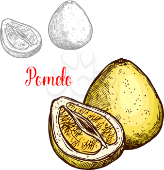 Pomelo fruit sketch isolated icon. Vector botanical sketch design of whole exotic tropical citrus pomello or pummelo whole and cut slice fruits for jam or farmer market and juice dessert