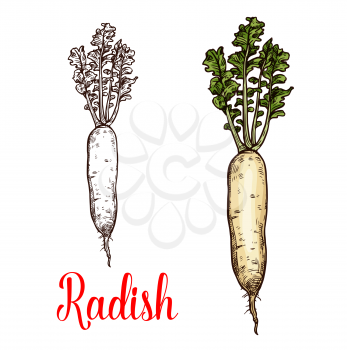 Radish vegetable vector sketch. Botanical design of Raphanus raphanistrum plant root for vegetarian or vegan food, farmer market and agriculture or cooking recipe design