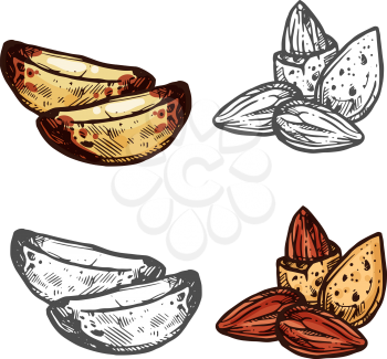 Fresh nut isolated sketch of almond and Brazil nut. Kernel and seed of natural nut with shell icon for healthy food, vegetarian snack and superfood ingredient design
