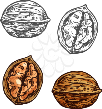 Walnut fruit sketch of whole nut and kernel. Opened nutshell of walnut with brown nut isolated icon for healthy vegetarian snack, superfood and confectionery ingredient design