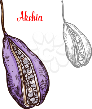 Akebia fruit isolated sketch with exotic japanese berry of chocolate vine shrub. Asian fruit with cracked purple peel and sweet pulpy core for healthy nutrition and vegetarian dessert design
