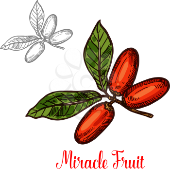Miracle fruit branch sketch of exotic African berry. Ripe red fruit on twig with green leaf isolated icon for tropical fruit dessert, exotical diet ingredient and natural vegetarian food design