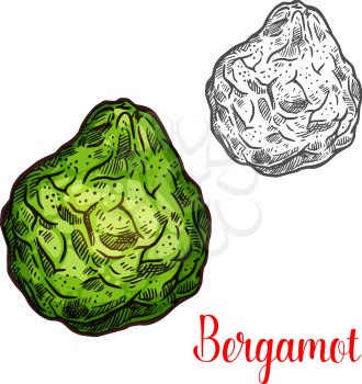 Bergamot exotic fruit vector sign. Colorful green and monochrome icon of bergamot isolated on white background. Fresh fruit bergamot emblem for packaging design of tea or for grocery shop