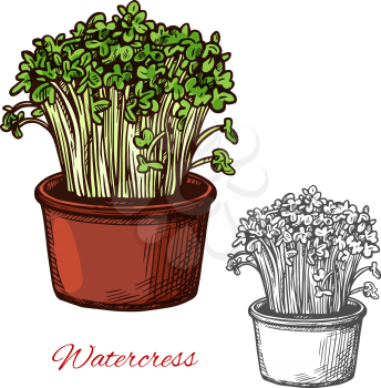 Green watercress salad vegetable vector sketch. Botanical design of vegetarian watercress lettuce food or natural healthy and organic farm agriculture products