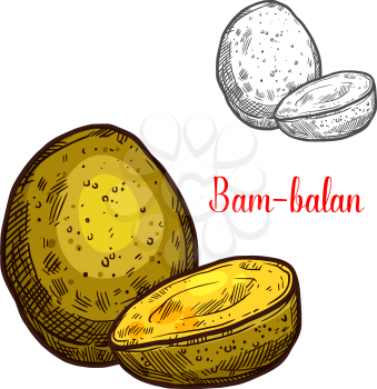Bam-balan yellow tropical fruit sketch. Vector botanical design of bambangan mangifera pajang species of santol or sathon cottonfruit for farm fruit market, juice or jam package