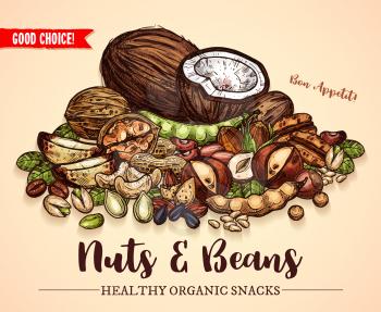 Nuts, beans and fruit seeds mix sketch poster. Vector design of peanut or coconut nut and hazelnut, pistachio or almond walnut and legume bean, macadamia or filbert nut and pumpkin or sunflower seeds