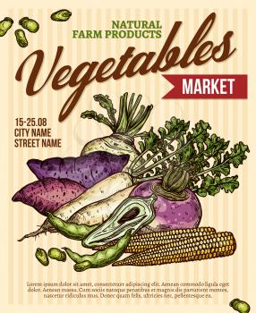 Vegetable market promo poster with veggies product. Baby corn, broad bean and turnip, radish, sweet potato, rutabaga and caigua root vegetable sketch banner for farm market flyer design