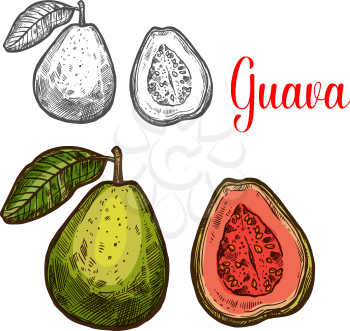Guava tropical fruit isolated sketch of whole and half exotic berry. Fresh guava fruit with green peel, leaf and pink flesh symbol for natural juice, fruity drink and jam label design