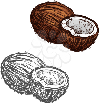 Coconut fruit sketch of tropical coconut palm. Whole and half of exotic nut isolated icon of healthy ripe ingredient for coconut water, organic oil and vegetarian milk dessert design