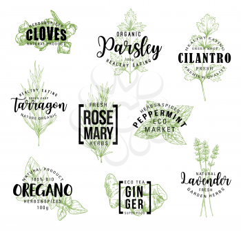 Spices and herbs lettering, natural food ingredient labels. Rosemary, mint and parsley, ginger, oregano and clove, tarragon, cilantro and lavender flower sketch. Vector seasonings illustrations