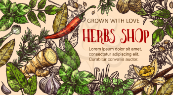 Herb shop banner with natural spice frame. Basil, thyme and rosemary, chilli pepper, ginger and vanilla, nutmeg, garlic and bay leaf, sage and parsley sketch. Spice shop vector design