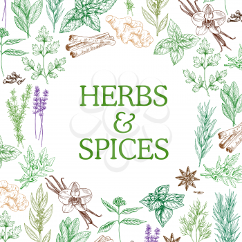 Herbs and spices sketch herbal plants. Vector seasoning and flavorings of star anise seeds, ginger or cinnamon and oregano, basil and cumin or chili pepper and cinnamon with tarragon and mint