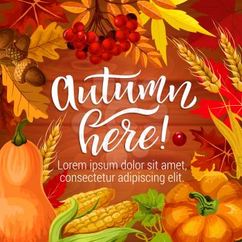 Autumn here poster or greeting card for fall season holiday. Vector pumpkin, corn and wheat harvest with oak acorns, maple leaf and rowan berries on wooden background