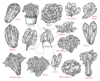 Leaf vegetable and salad vector sketch . Spinach, iceberg and romaine lettuce, chinese cabbage, chicory and corn salad, arugula, chard and sorrel, bok choy, watercress and batavia sketches