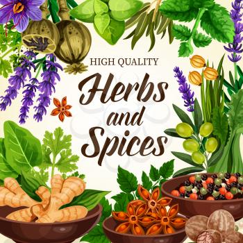 Herbs and spices, organic ginger and dill, olives and anise star in bowls, parsley and nutmeg, onion and celery. Seasonings poppy and saffron flowers, lavender and basil leaves vector elements