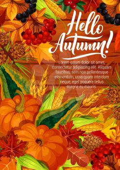 Hello Autumn quote poster with calligraphy and seasonal harvest of pumpkin and corn with berries. Vector autumn holiday design of pine cones in maple, oak acorn and rowan leaf foliage