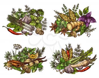 Spices, vegetable seasonings, herbs and condiments sketches. Chili pepper, parsley and garlic, cinnamon, ginger root and vanilla flower, bay leaf, nutmeg and basil, thyme, rosemary and dill. Vector