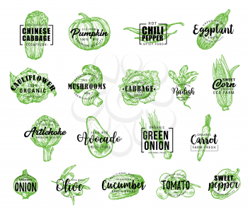 Vegetables icons with lettering, vector. Chinese cabbage and pumpkin, chili pepper, eggplant, cauliflower and mushrooms, cabbage, radish, corn and artichoke. Avocado, onion and carrot vector