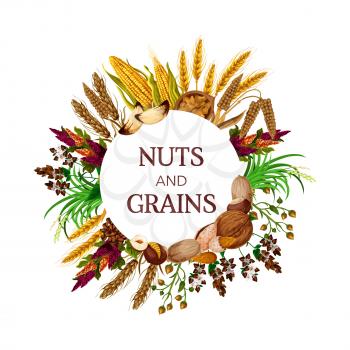 Nuts and grains, cereal food round frame. Vector kernels, peanut and pistachio, corns and almond, hazelnut and walnut, plants seeds. Wheat and buckwheat, rice and cashew, quinoa and millet, rye