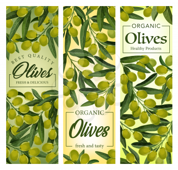 Olives branches, cluster of ripe fruits with leaves. Vector olives hanging on leafy branches. Traditional extra virgin oil cooking ingredient, harvest of raw organic olives, vegetarian plant