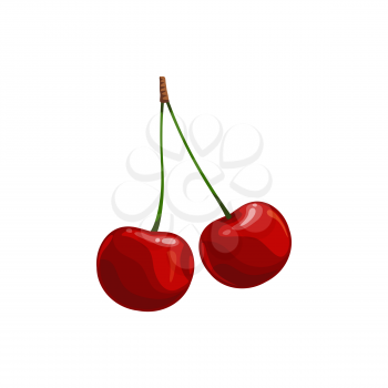 Cherry berries isolated vector wild or garden ripe plant. Cartoon fresh two cherries on green stem, healthy food, organic natural raw production, merry design element on white background