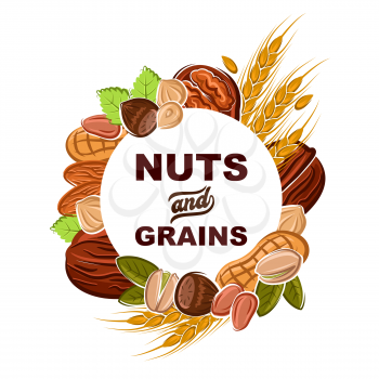 Nuts and cereal grains vector design of health food and superfood. Peanut, almond and hazelnut, walnut, pistachio and wheat frame with peels, pilled kernels and green leaves