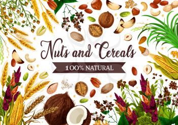 Nuts, cereals and grains, healthy organic food. Vector GMO free natural superfood wheat and rye or buckwheat cereals, corn and oatmeal, hazelnut, coconut and almond nuts