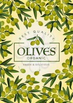 Olives frame, delicious green tree branches. Vector vegetarian food, organic natural product. Leaves and fruits of extra virgin olive, oil packaging label