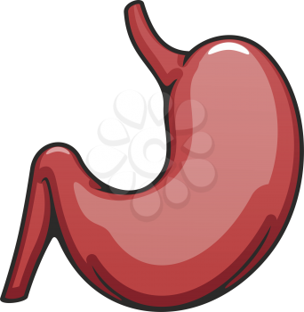 Internal body organ icon, human stomach vector. Digestive system, anatomy element isolated