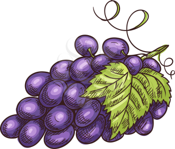 Grapes cluster isolated berries and leaves. vector bunch of grape fruits, purple berry
