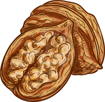 Brown walnut with edible kernel isolated whole and cut sketch. Vector opened nutshell food snack