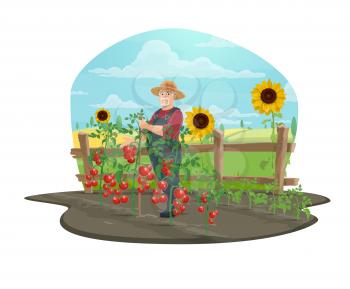 Farmer growing vegetables on farm, agriculture and farming vector concept. Senior man trellising tomato seedlings, bordered with wooden fence, sunflowers and farmland field