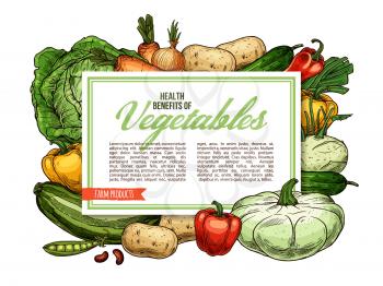 Vegetables, farm veggies and organic vegetarian food health benefits. Vector carrot and turnip, celery and onion leek, tomato or broccoli cabbage and garlic, beans and peas, kohlrabi and squash