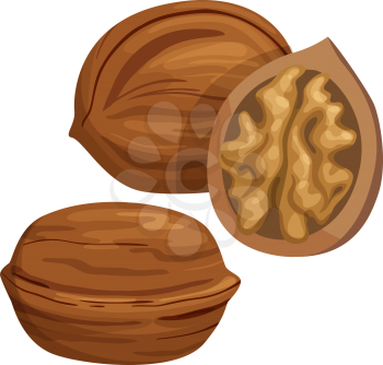Walnut whole and cut fruit with kernel isolated sketch. Vector natural food snack, nut in nutshell