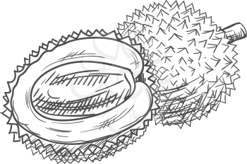 Litchi isolated fruit tropical dessert sketch. Vector lychee whole and peeled half, exotic food