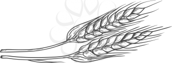 Golden grain spica isolated ears of wheat sketch. Vector bread plant, flour ingredient, dried whole grains