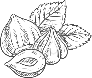 Forest nut with leaves isolated hazelnuts sketch. Vector filbert cobnut with green leaf, natural food