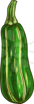 Green zucchini vegetable isolated sketch. Vector vegetarian food, striped squash or marrow with stem