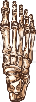 Foot bones skeleton isolated sketch. Vector detailed human anatomy, metatarsal and tarsal bones