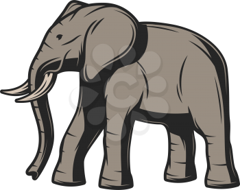 Elephant wild animal icon. Vector African or Indian elephant, safari hunt and zoo mammal