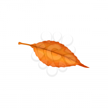 Autumn leaf, fall trees foliage, isolated vector dry forest leaves icon. Autumn yellow brown leaf of willow, osier or sallow tree, autumn nature and fall season forest plants