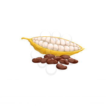 Chocolate cocoa beans isolated superfood. Vector black coffee beans, healthy organic food products. Cacao bean pod in stage of riping, dried and fermented seed of Theobroma cacao realistic design