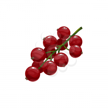Red currant berries isolated vector wild or garden plant on green stem. Cartoon fresh cluster, healthy food, organic natural raw production, design element on white background