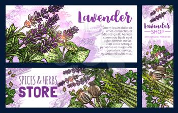 Lavender and spice vector sketch banners of food condiments, kitchen herbs and seasonings. Mint, parsley and celery, peppermint or spearmint green leaves, lavender flower, coriander and poppy seeds