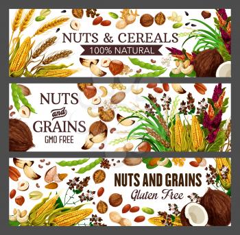 Nuts, cereals and grains of vector almond, pistachio and walnut, peanut, beans and hazelnut, wheat, corn and coconut, cashew, pecan and brazil nuts, buckwheat and rice, health food banners design