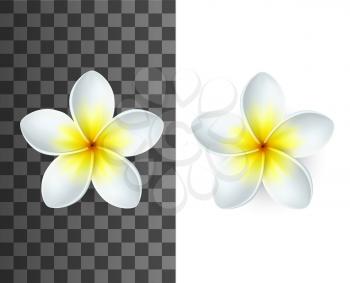 Plumeria tropical flowers 3d vector of exotic flowering plants. Realistic blossom of Hawaiian frangipani with white and yellow petals on transparent and white background, floral decoration design