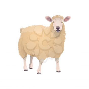 Lamb sheep, farm animal icon, vector cattle farming and mutton meat food product symbol. Cartoon isolated lamb sheep, butcher shop and farm market animal sign
