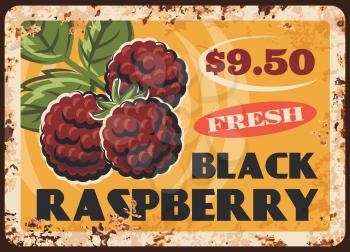 Black raspberry rusty metal plate, vector vintage rust tin sign with ripe garden or wild berries. Garden orchard fresh plants, farm production promo card, ferruginous price tag for store, retro poster