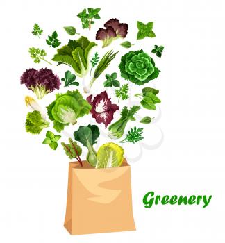 Greenery salads and greens, vector lettuces in shopping bag. Arugula, chicory and spinach, watercress, collard and mangold leaf salads, farm garden cilantro and romanesco vegetarian food vegetable