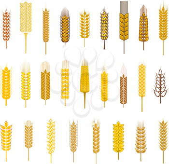 Large collection ears of cereals and grains such as wheat, barley and rye in golden silhouette icons on white for agriculture design